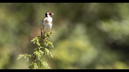 European Goldfinch