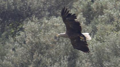 White-tailed Eagle