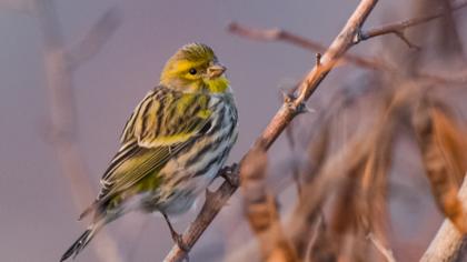 European Serin