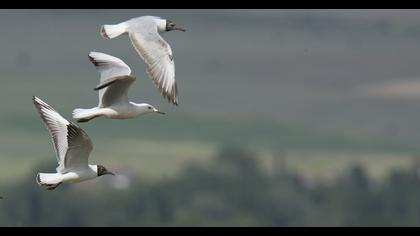 Black-headed Gull