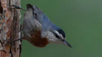 Krüper`s Nuthatch