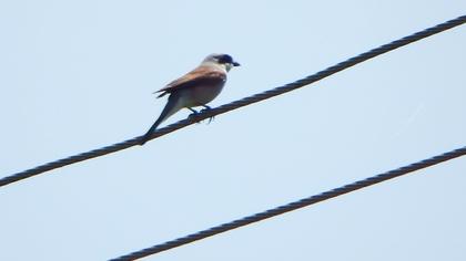 Red-backed Shrike