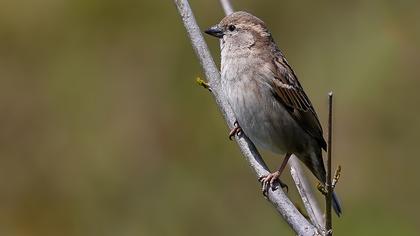 House Sparrow