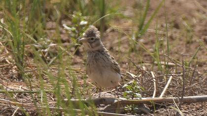 Turkestan Short-toed Lark