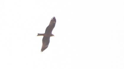 Black Kite