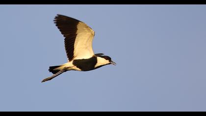 Spur-winged Lapwing