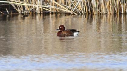 Ferruginous Duck