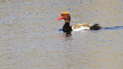 Red-crested Pochard