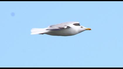 Yellow-legged Gull
