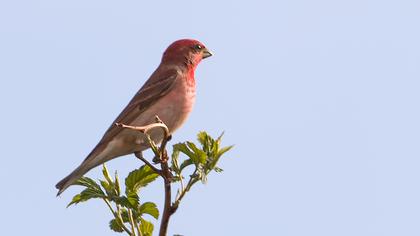 Common Rosefinch