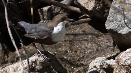 White-throated Dipper