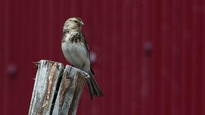 Twite