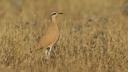 Cream-colored Courser