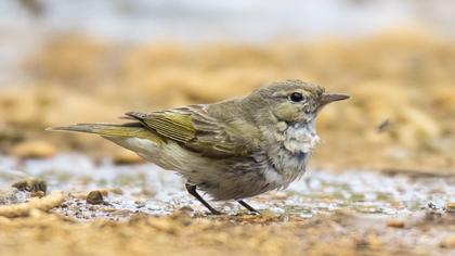 Eastern Bonelli`s Warbler