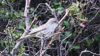 Olive-tree Warbler