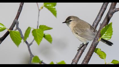 Mountain Chiffchaff