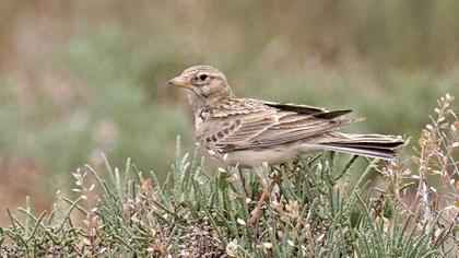 Turkestan Short-toed Lark