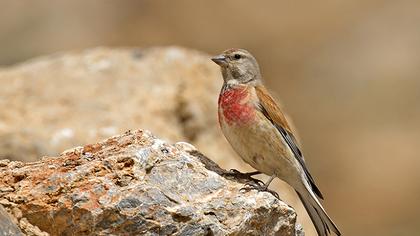 Common Linnet