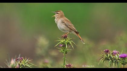 Rufous-tailed Scrub Robin