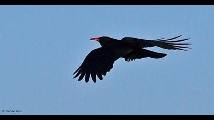 Red-billed Chough