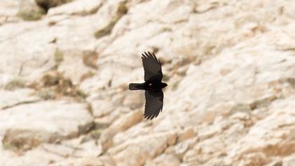 Alpine Chough