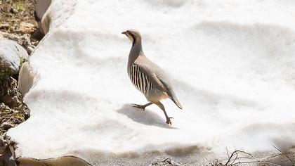 Chukar Partridge