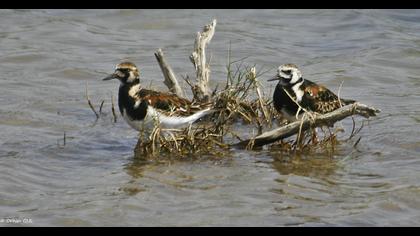 Ruddy Turnstone