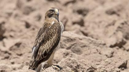 Booted Eagle
