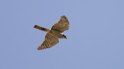 Eurasian Sparrowhawk
