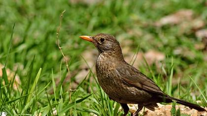 Common Blackbird