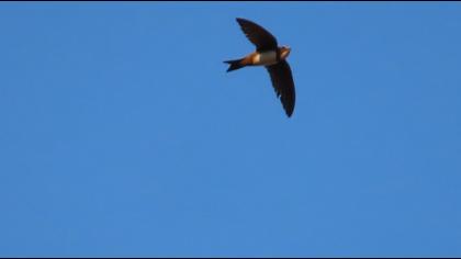 Alpine Swift
