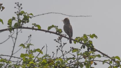 Eastern Olivaceous Warbler