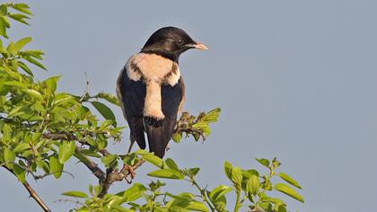 Rosy Starling
