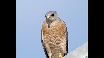 Levant Sparrowhawk