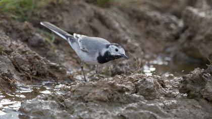 White Wagtail