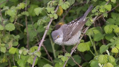 Barred Warbler