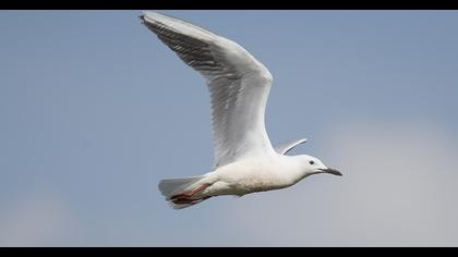 Slender-billed Gull