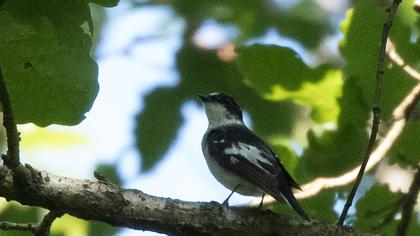Semicollared Flycatcher