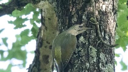 Grey-headed Woodpecker