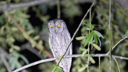 Eurasian Scops Owl