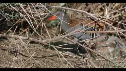 Water Rail