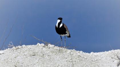 Spur-winged Lapwing