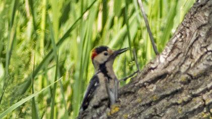 Syrian Woodpecker