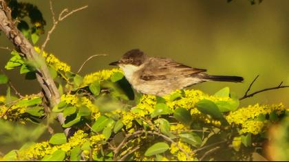 Eastern Orphean Warbler