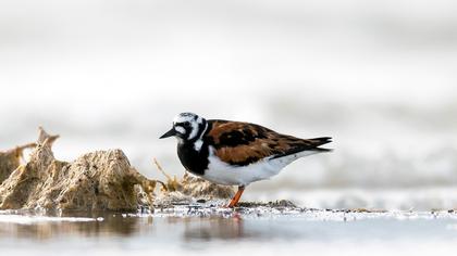 Ruddy Turnstone