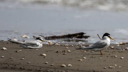 Little Tern