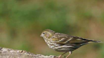 European Serin