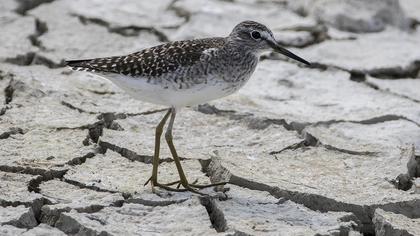 Wood Sandpiper