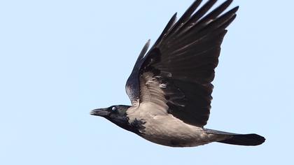 Hooded Crow