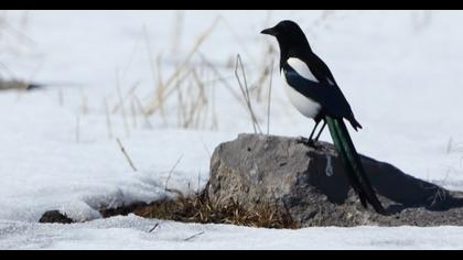 Eurasian Magpie